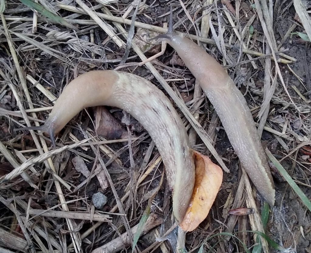 Limax da identificare